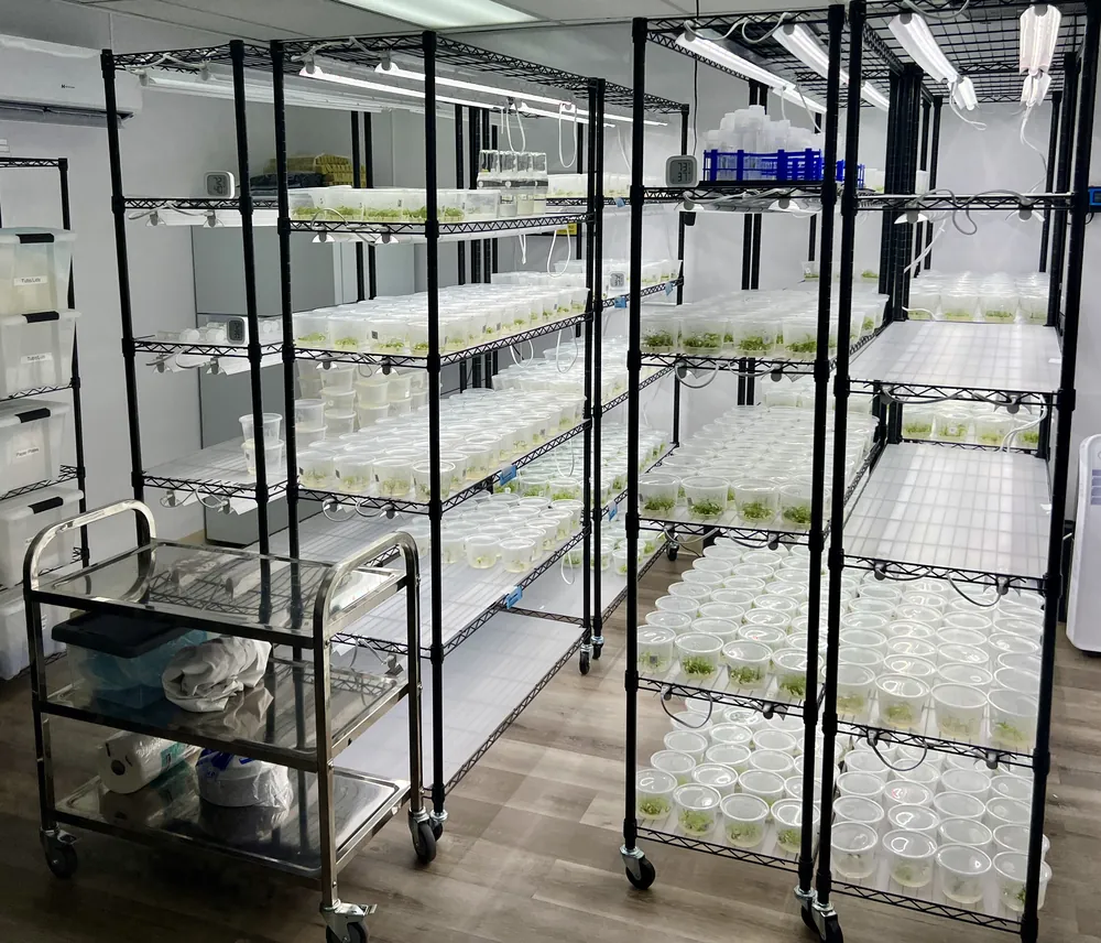Full racks of tissue culture vessels under lights in a working Collective Herb lab