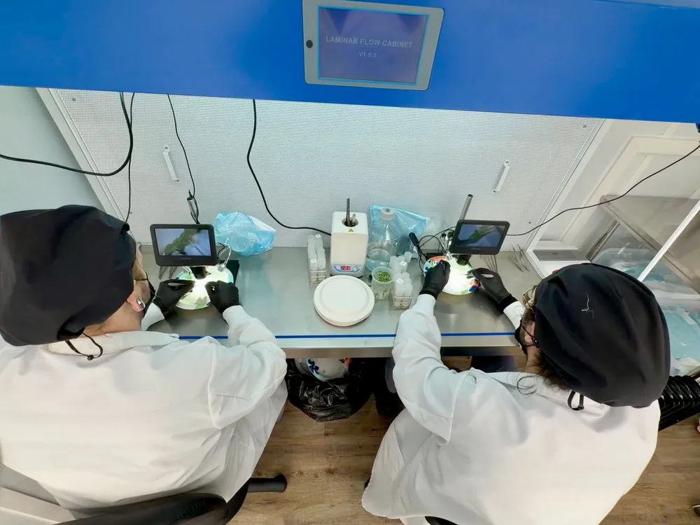Two lab technicians working with microscopes at a clean-air hood during meristem work
